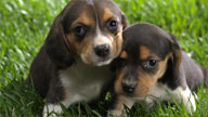 Cuccioli di Beagle su un prato