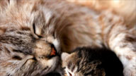 Cucciolo gattino con la sua mamma