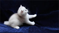 Gattino Bianco e morbidoso
