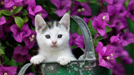 Gattino nel giardino